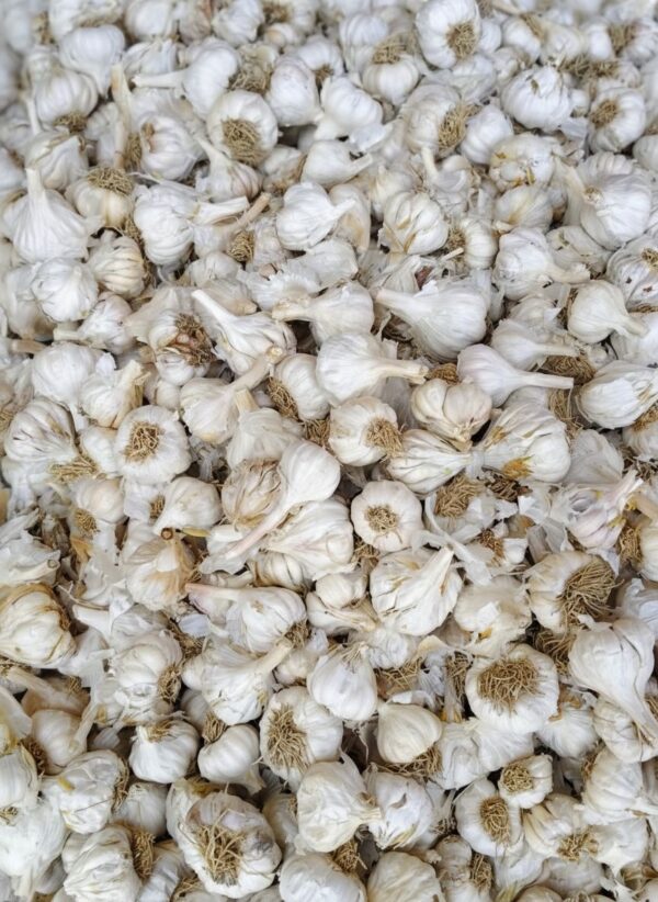 Desi gralic/دیسی لہسن