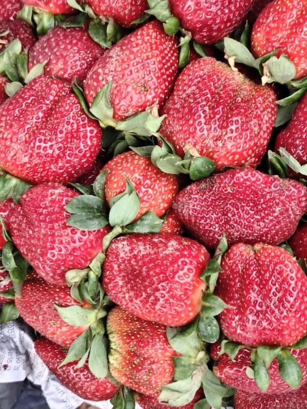 Strawberry/اسٹرابیری