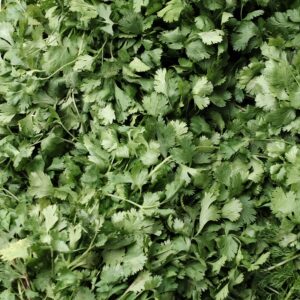 IMG_20260316_073506 Coriander/دھنیا