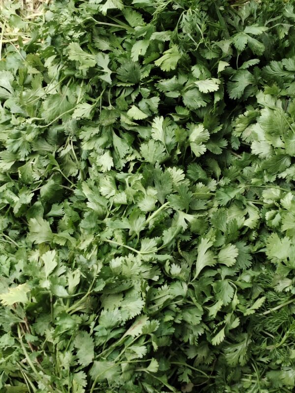 Coriander/دھنیا
