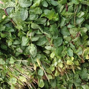 IMG_20260316_074323 mint/پودینہ