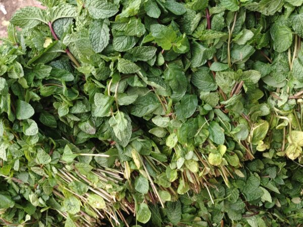 mint/پودینہ