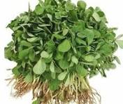 funugreen fenugreek /میتھی